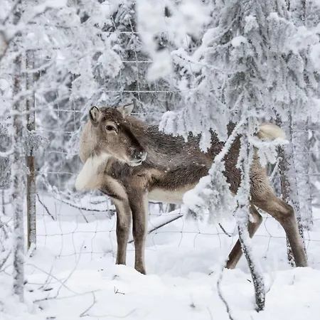 Alpesi faház A Unique Lakeside