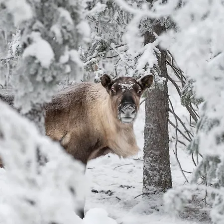 A Unique Lakeside Alpesi faház